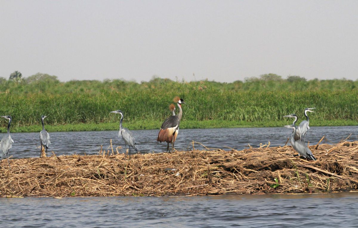 Albert Nile Delta Birding